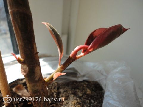 фикус каучуконосный как заставить ветвиться фикус каучуконосный как заставить ветвиться