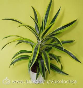 Пёстролистная драцена уход Пёстролистная драцена уход
