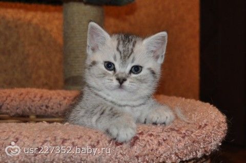 Британский котенок 1 месяц уход и питание Британский котенок 1 месяц уход и питание