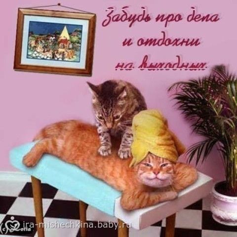 Как сделать валерьянку в домашних условиях Как сделать валерьянку в домашних условиях