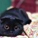 какие сухарики лучше всего для цезаря. Смотреть фото какие сухарики лучше всего для цезаря. Смотреть картинку какие сухарики лучше всего для цезаря. Картинка про какие сухарики лучше всего для цезаря. Фото какие сухарики лучше всего для цезаря