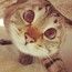 Любимый-котенок