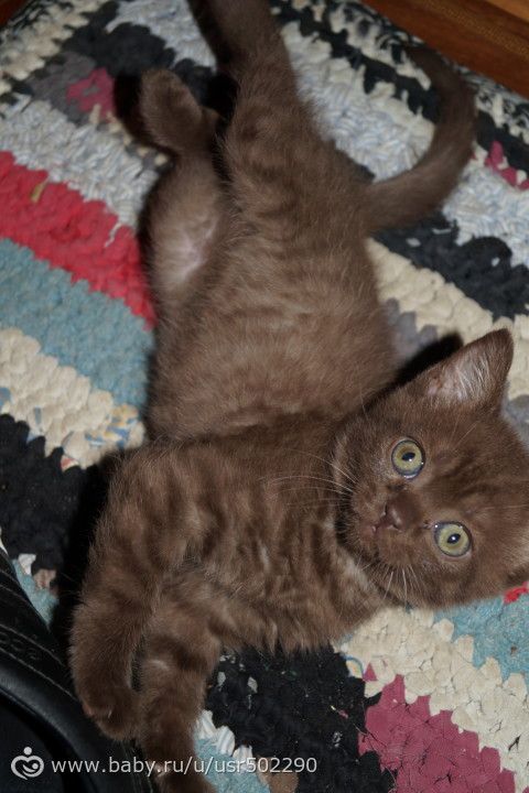 Как отучить котенка прыгать на ноги?