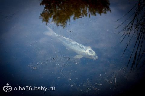 Наш отпуск в Абакане. часть третья. (неприлично много фото)