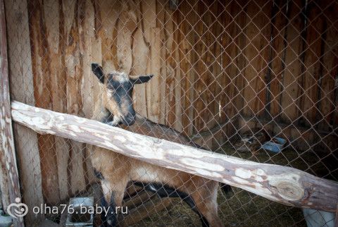 Наш отпуск в Абакане. часть третья. (неприлично много фото)