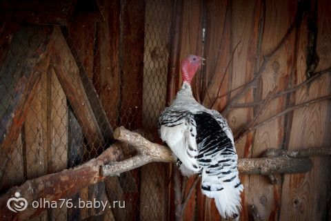 Наш отпуск в Абакане. часть третья. (неприлично много фото)