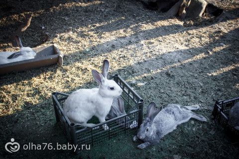 Наш отпуск в Абакане. часть третья. (неприлично много фото)