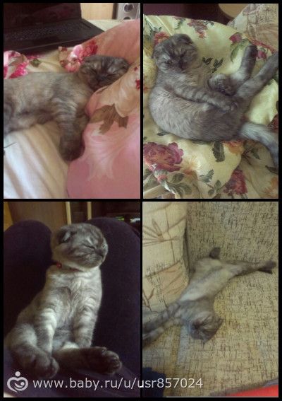 хочу быть котом..