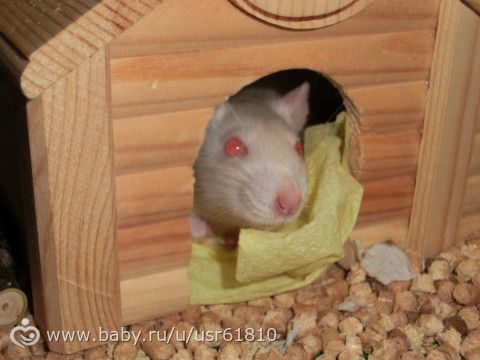 Мои любимые крыски)
