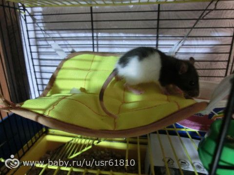 Мои любимые крыски)