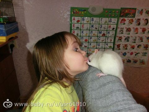 Мои любимые крыски)