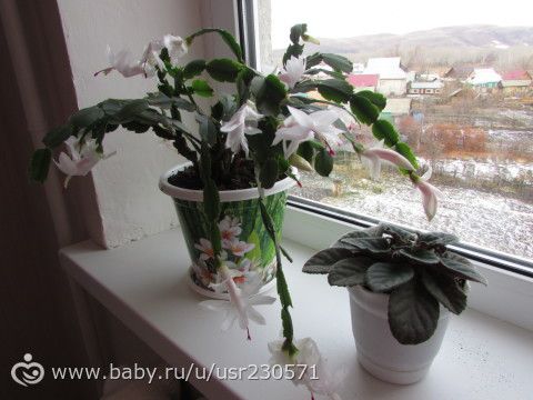 мои красавицы