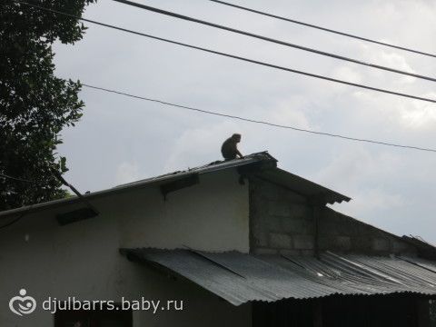 Из Бентоты в Нурелию, продолжение: водопады, Нурелия и фабрика чая. Шри-Ланка /2014/