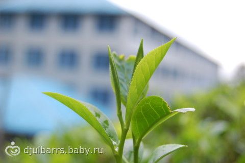 Из Бентоты в Нурелию, продолжение: водопады, Нурелия и фабрика чая. Шри-Ланка /2014/