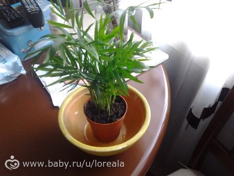 цветоводы что за цветы?