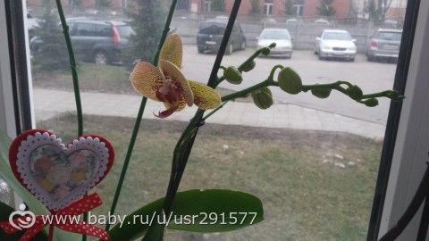 Моя орхидея