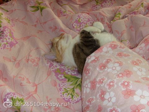 Кошкины царапки, как лечить?