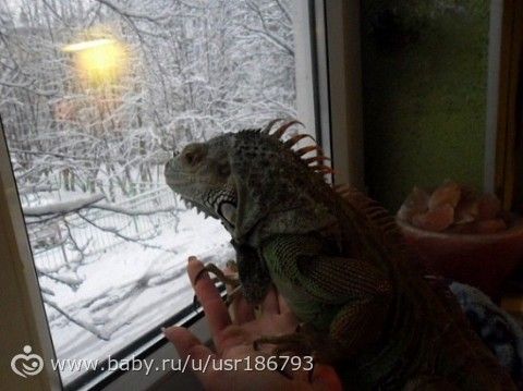 Моя первая доча ))