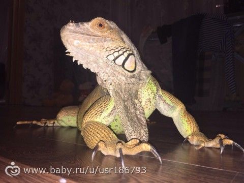 Моя первая доча ))
