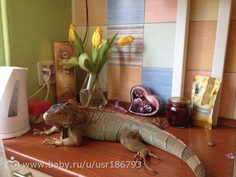 Моя первая доча ))