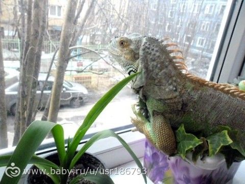 Моя первая доча ))