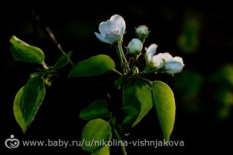 Майская зелень