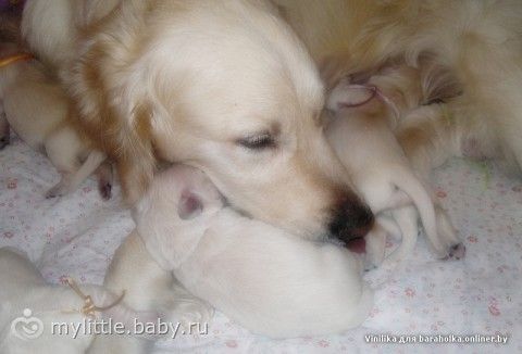 Идеальная собака для детей