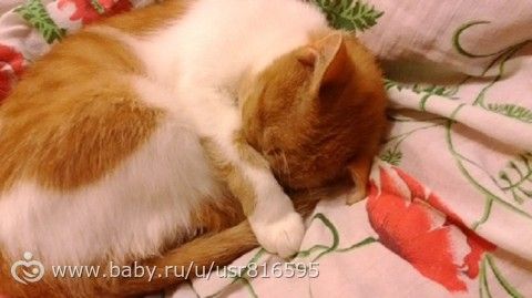 Печаль про кошку