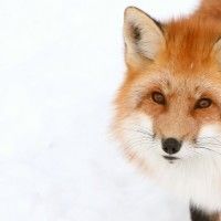 Не чувствую шевелений на 17 неделе беременности Не чувствую шевелений на 17 неделе беременности