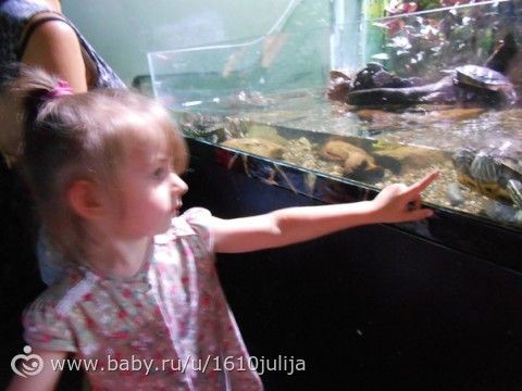 Наш отдых Сочи-Адлер, Абхазия 2015 =) (четрвертая часть, дендрарий, океанариум, повторная поездка в &quot;Галактику&quot;)
