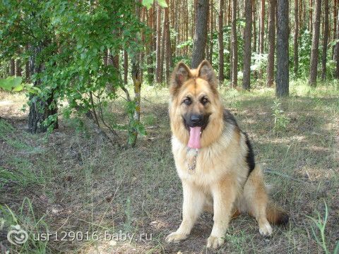 В память о Хане (много фото)