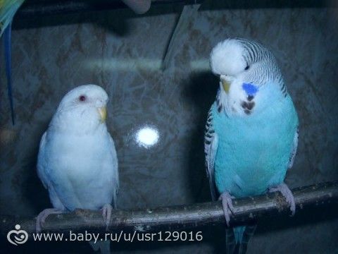 Что за зверь- Выставочный волнистый попугай( чех)