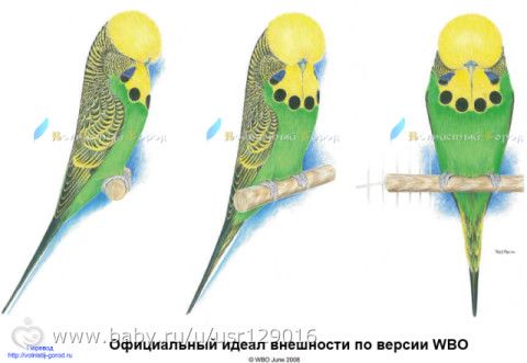 Что за зверь- Выставочный волнистый попугай( чех)