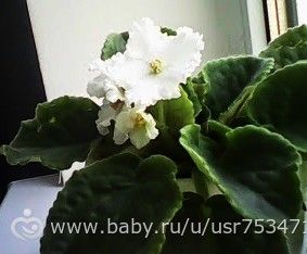 Фиалки