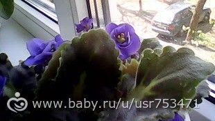Фиалки