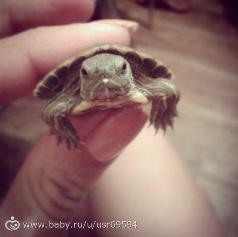 а у меня дома живет... МОНСТРРР))