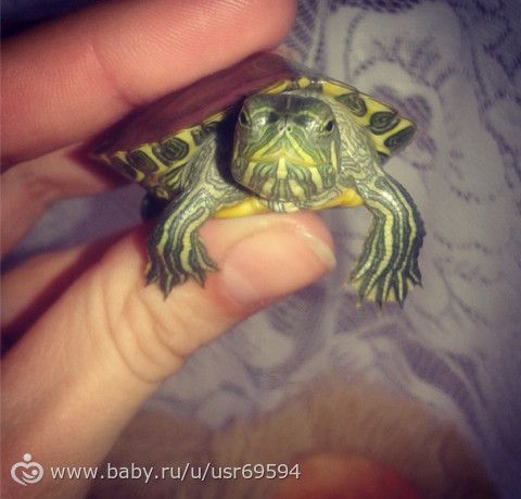 а у меня дома живет... МОНСТРРР))