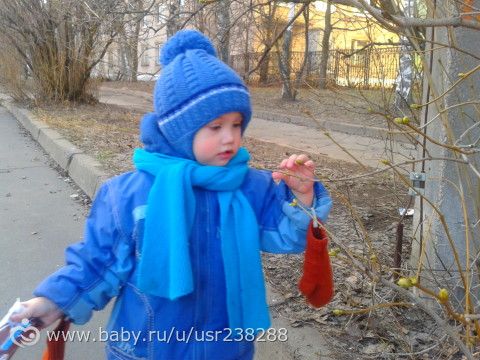 Почки на деревьях