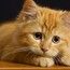 Счастливая Кошечка Счастливая Кошечка