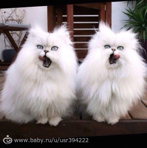 Синхронные коты.