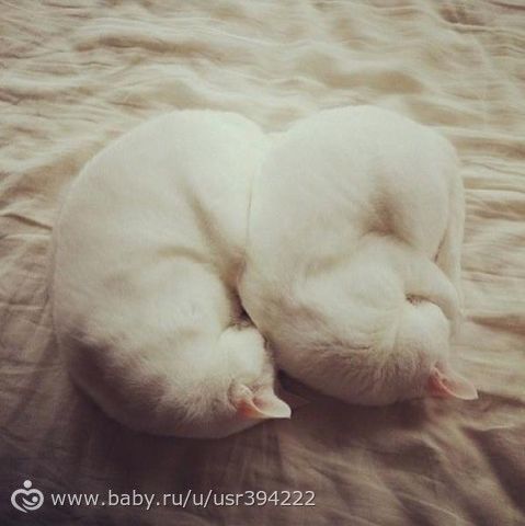 Синхронные коты.