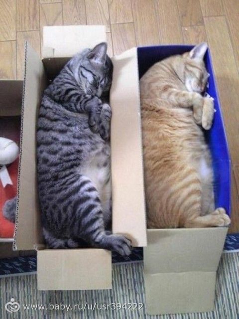 Синхронные коты)))