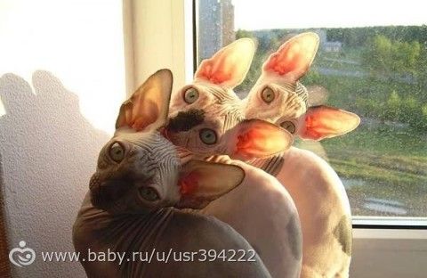 Синхронные коты.