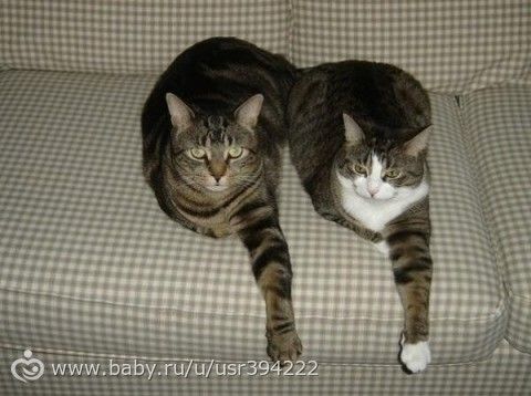 Синхронные коты.