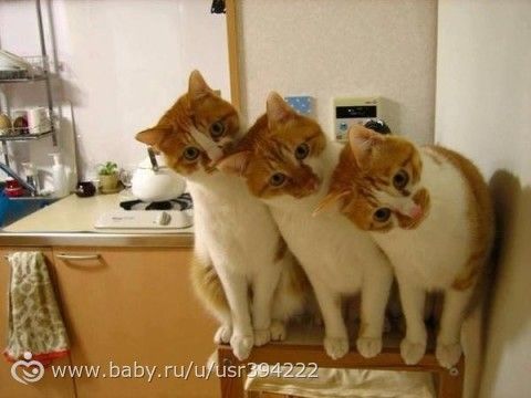 Синхронные коты.