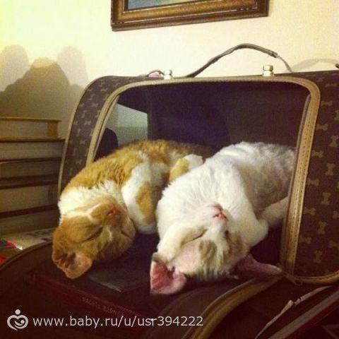 Синхронные коты.