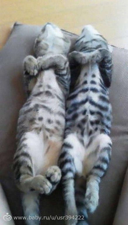 Синхронные коты.