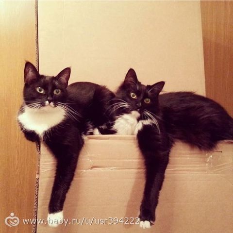 Синхронные коты.