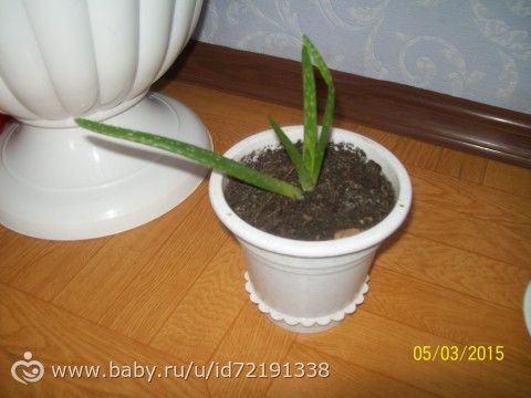 подскажите названия цветов