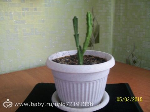 подскажите названия цветов